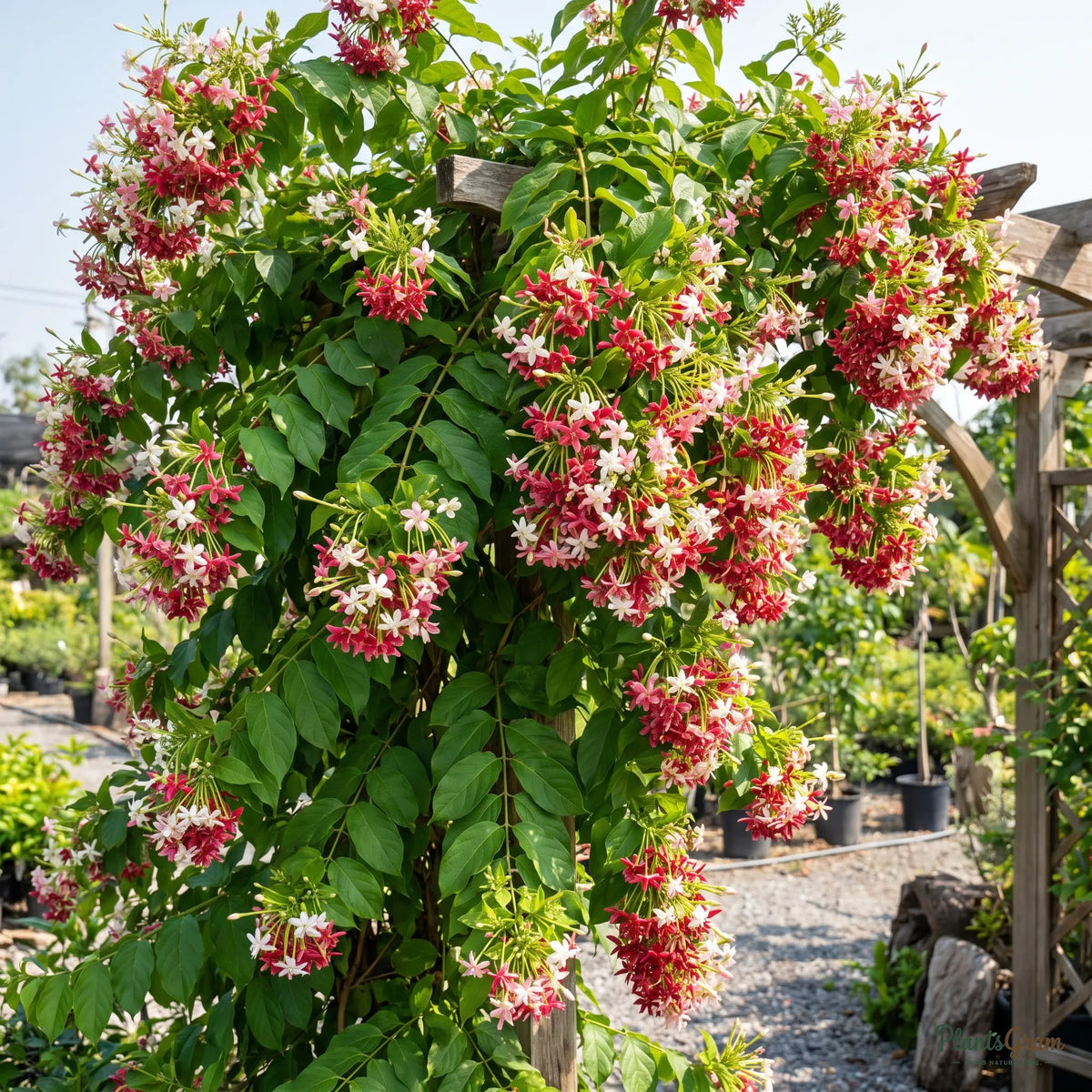 Rangoon Creeper (Combretum indicum) vine blooming on a trellis with clustered flowers