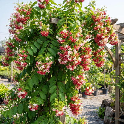 Rangoon Creeper (Combretum indicum) vine blooming on a trellis with clustered flowers