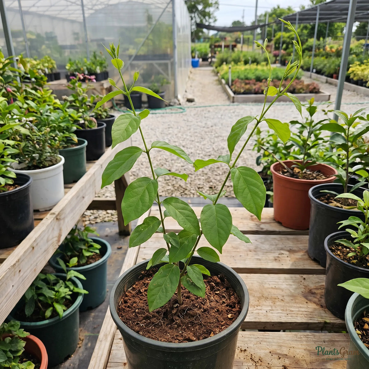 Rangoon Creeper nursery sapling in a black grow pot