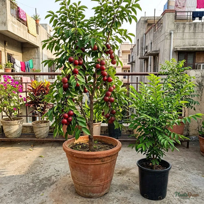 Red Amla (Grafted) - Fruit Plants