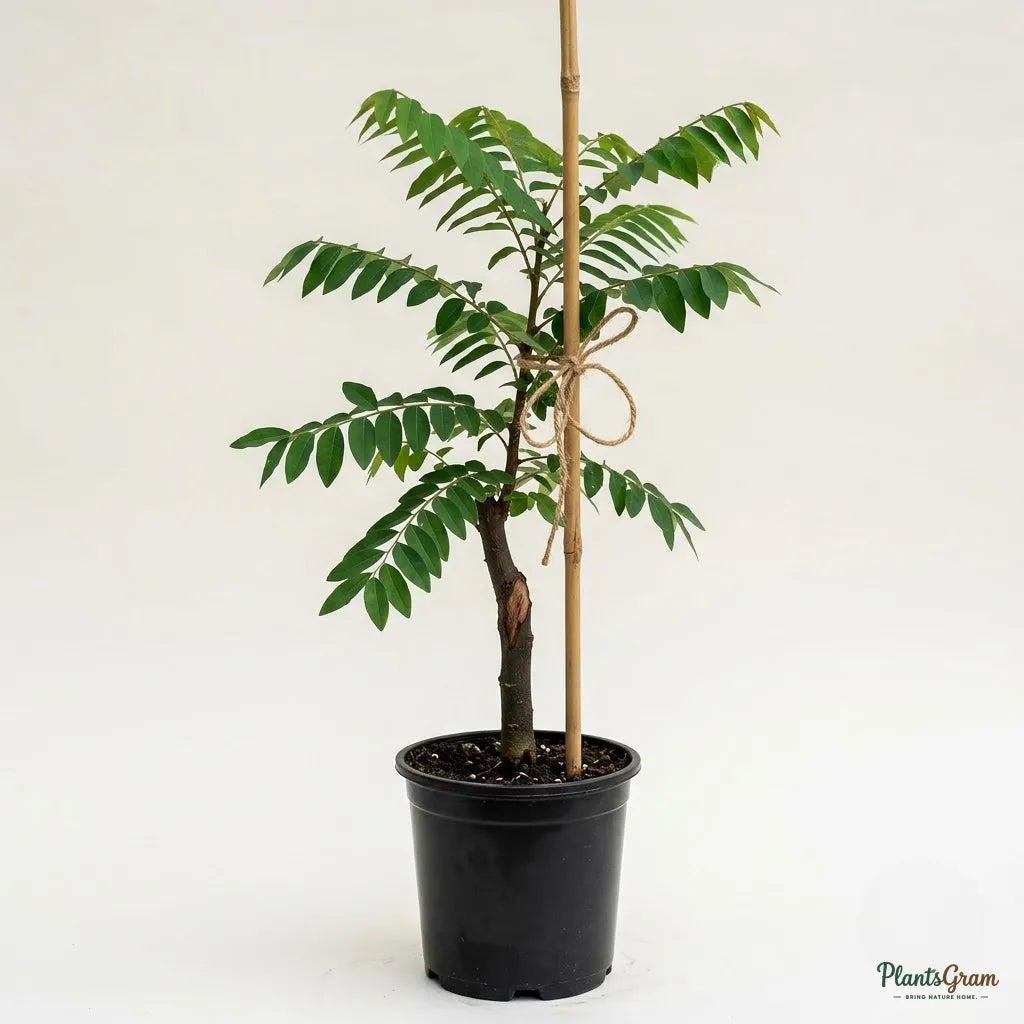 Red Amla (Grafted) - Fruit Plants