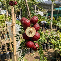 Red Amla (Grafted) - Fruit Plants