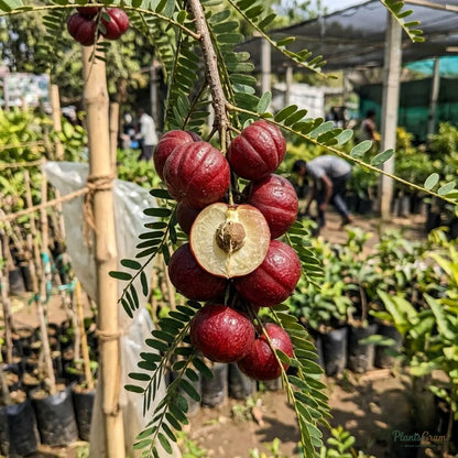 Red Amla (Grafted) - Fruit Plants