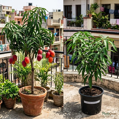 Mango (Grafted) - Red Ivory