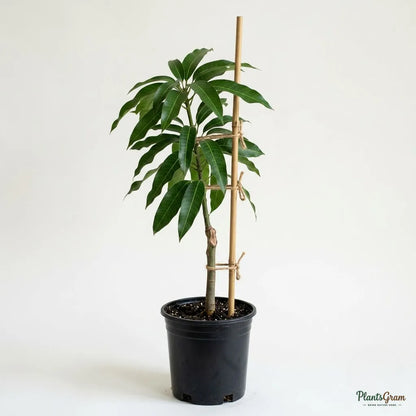 Mango (Grafted) - Red Ivory