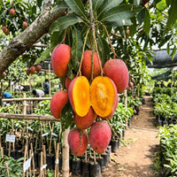 Mango (Grafted) - Red Ivory