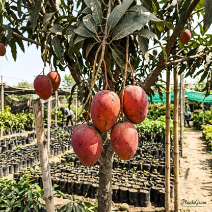 Mango (Grafted) - Red Ivory