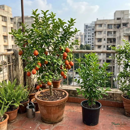 Red Lemon (Grafted) - Fruit Plant