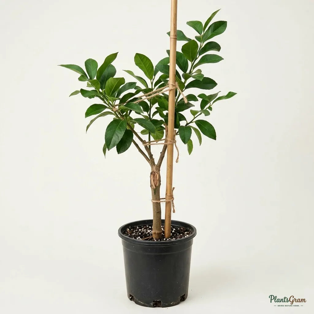 Red Lemon (Grafted) - Fruit Plant