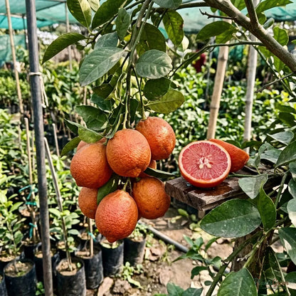 Red Lemon (Grafted) - Fruit Plant