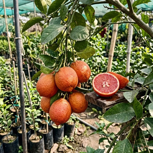 Red Lemon (Grafted) - Fruit Plant