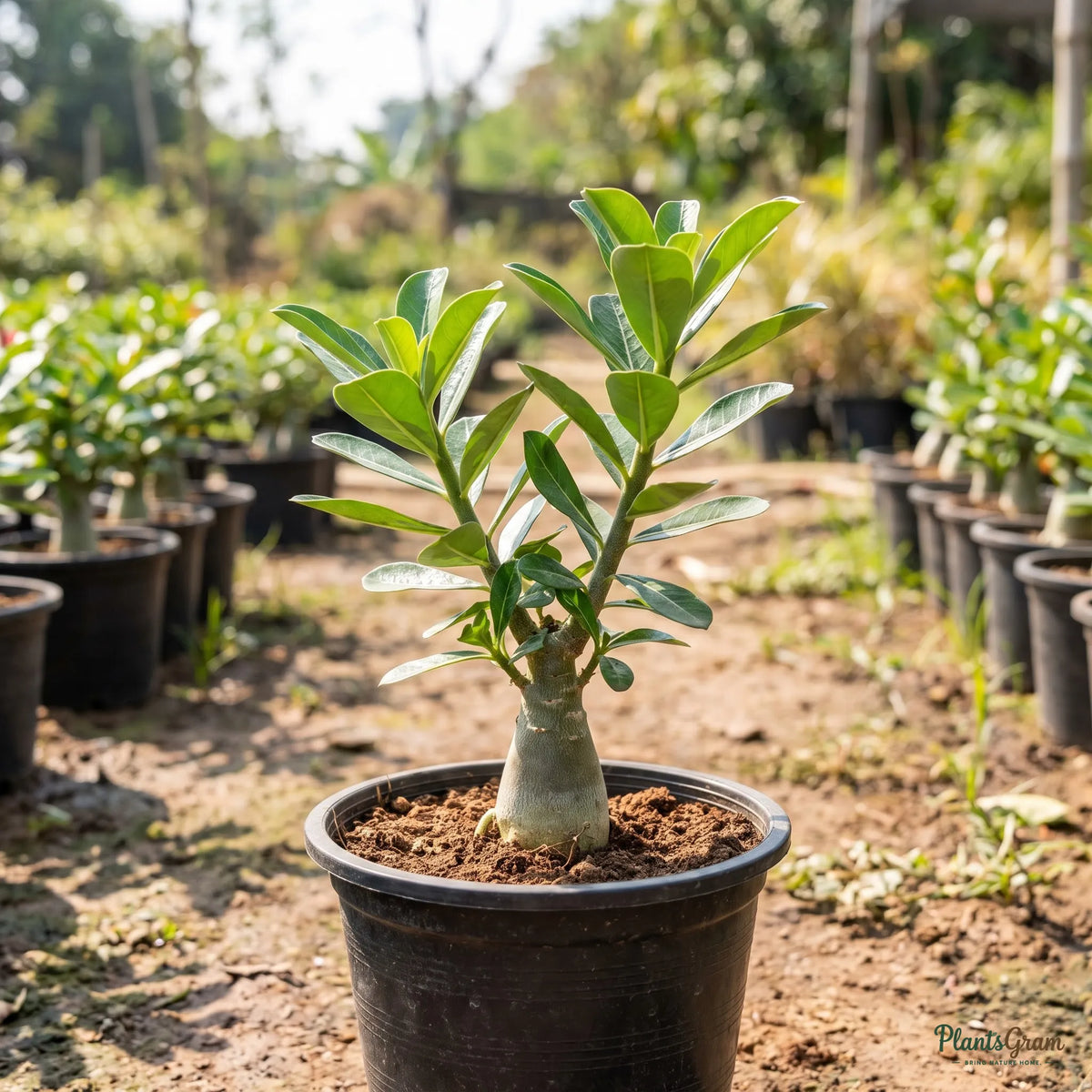 Red Adenium sapling in a nursery pot