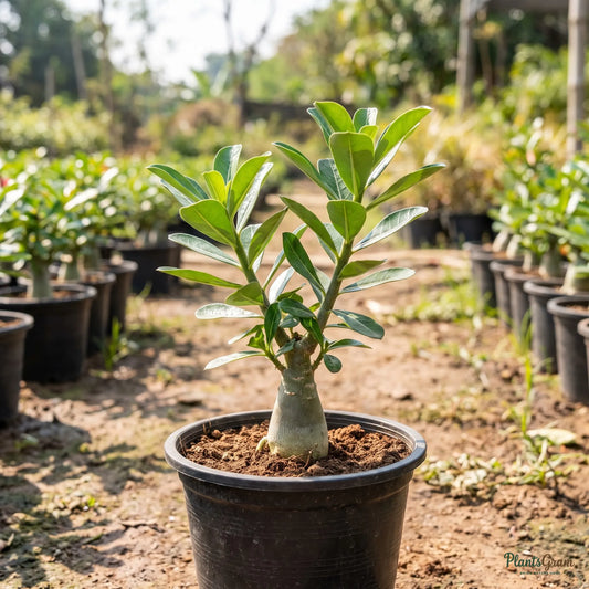 Red Adenium sapling in a nursery pot