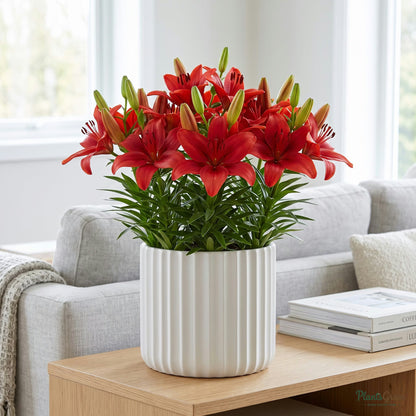 Red Asiatic Lily blooming in a planter