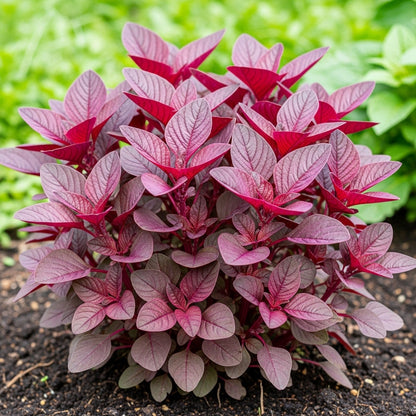 Amaranth Red Cholai Seeds