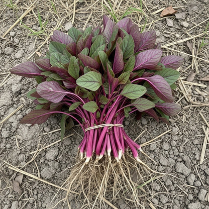 Amaranth Red Cholai Seeds