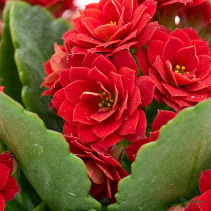 Kalanchoe Red Double (Kalanchoe blossfeldiana)