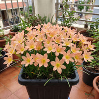 Rain lily (Zephyranthes) plant blooming in a pot