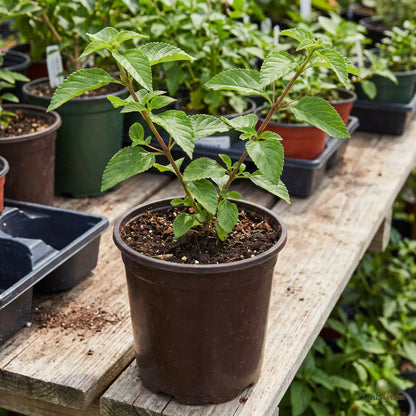 Lantana Red sapling in a nursery pot