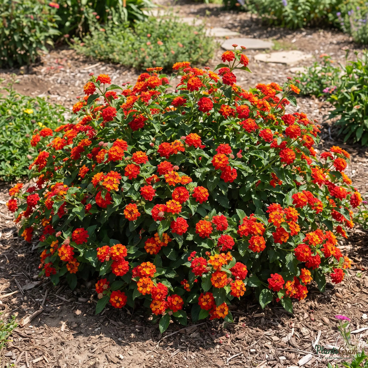 Lantana Red flowering shrub in full bloom outdoors