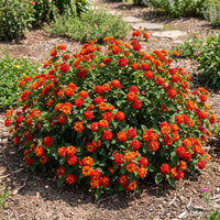 Lantana Red flowering shrub in full bloom outdoors