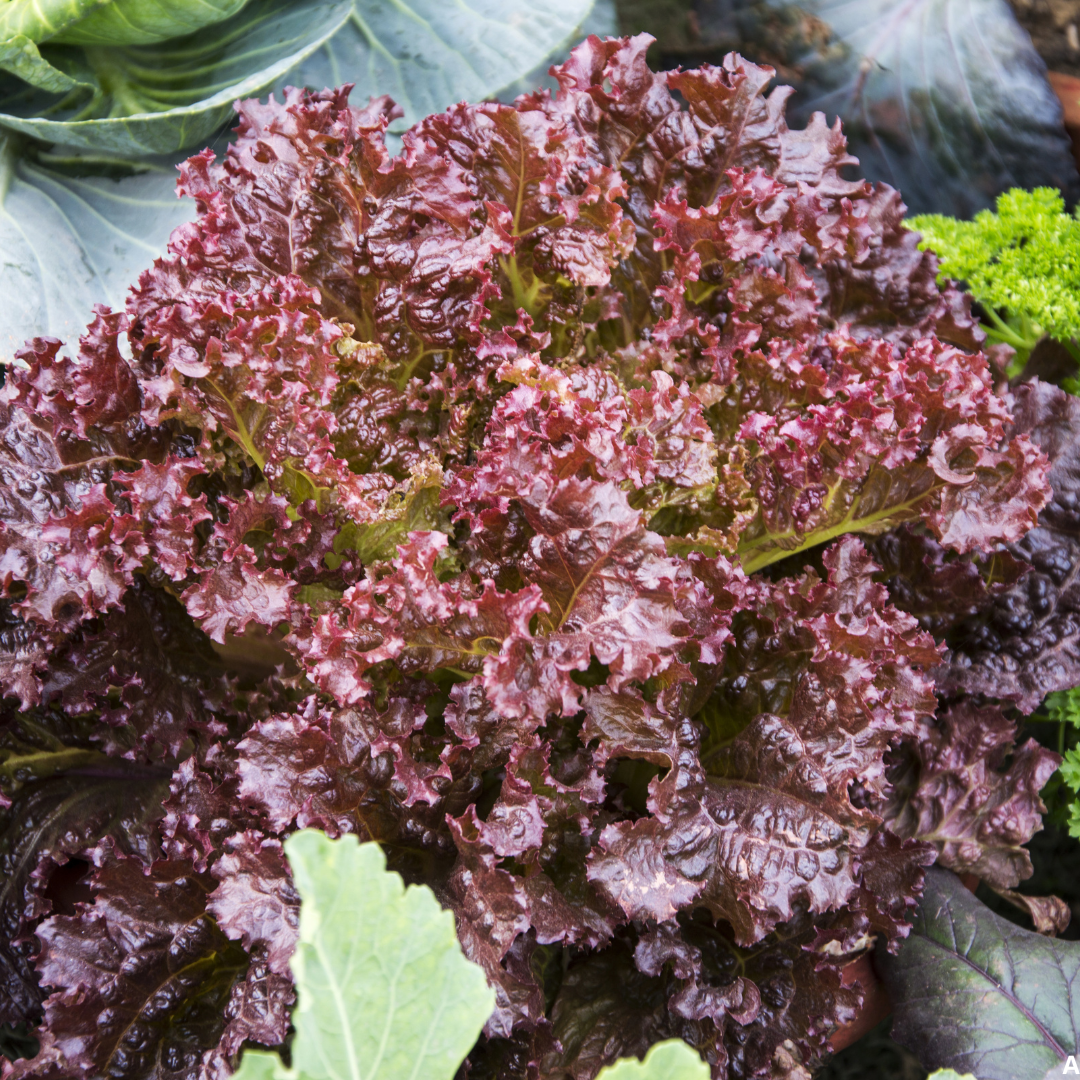 Lettuce Red Leaf Seeds