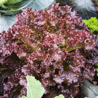 Lettuce Red Leaf Seeds