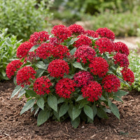 Pentas Red shrub blooming with clusters of five-pointed red star-shaped flowers
