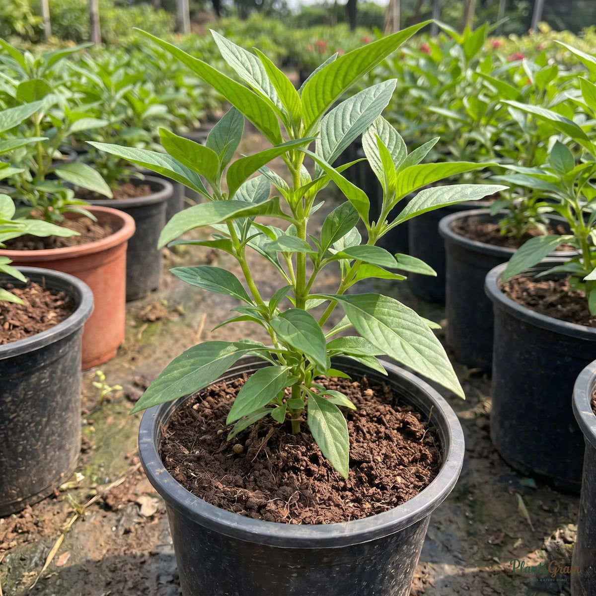 Pentas Red sapling in a nursery pot