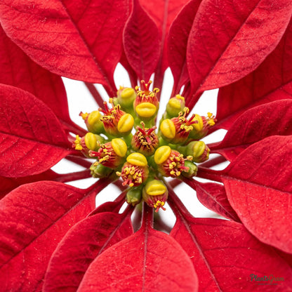 Poinsettia Red (Euphorbia pulcherrima)