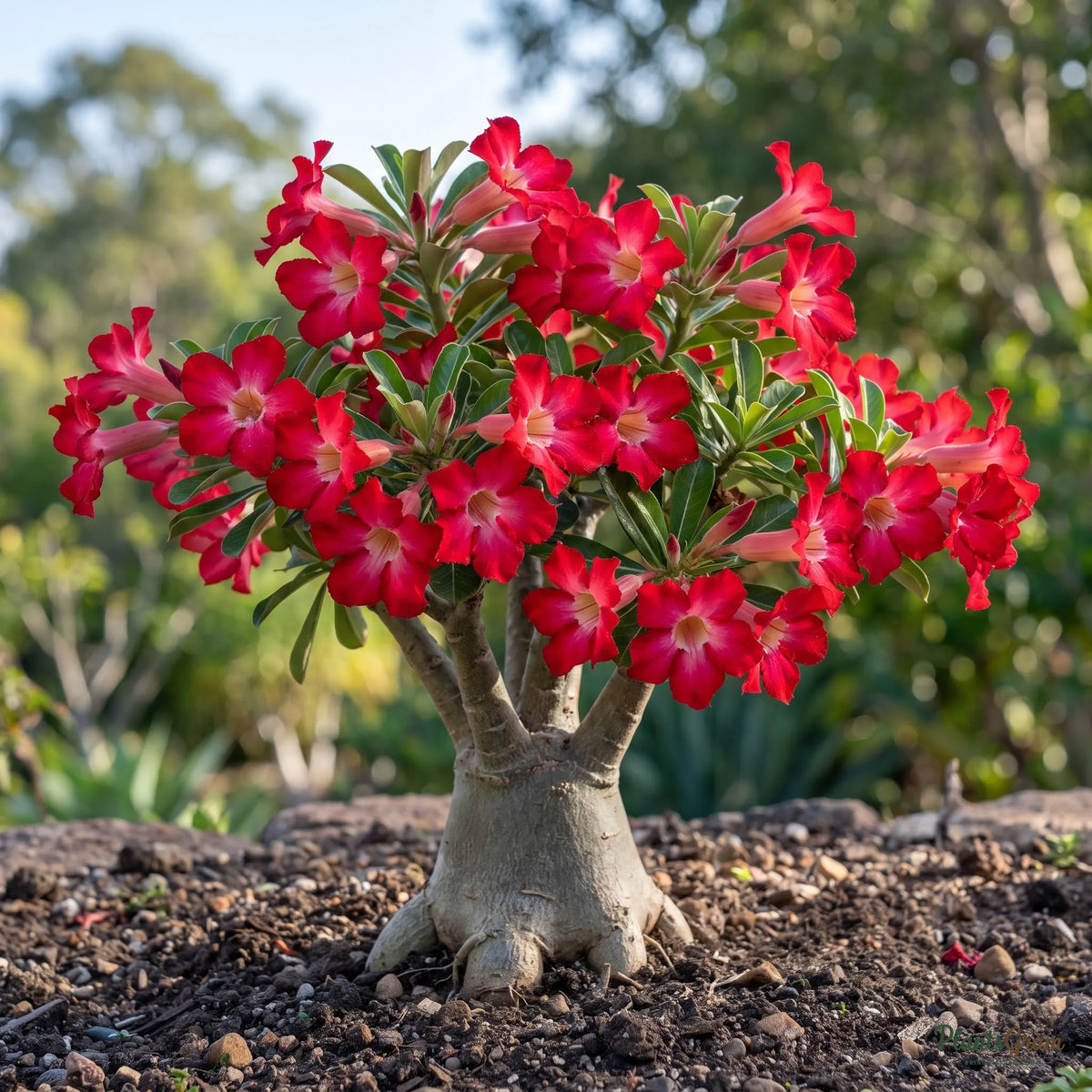 Red Adenium (Desert Rose) blooming in a garden