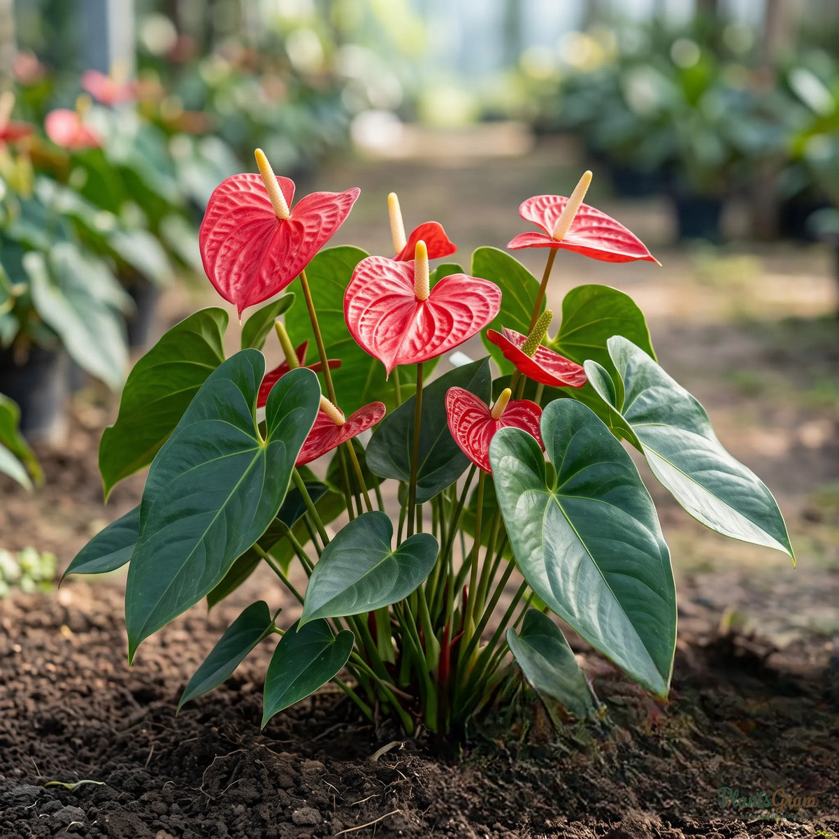 Anthurium Andreanum (Red) - Gift Plant