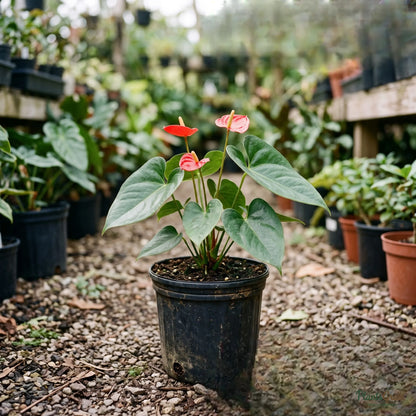 Anthurium Andreanum (Red) - Gift Plant