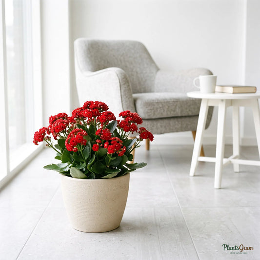 Kalanchoe Red Double (Kalanchoe blossfeldiana)