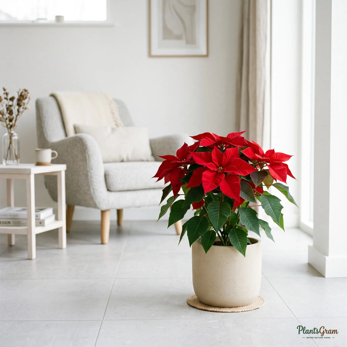 Poinsettia Red (Euphorbia pulcherrima)
