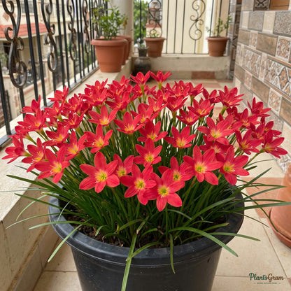 Red Lamduan red rain lily blooming in a pot