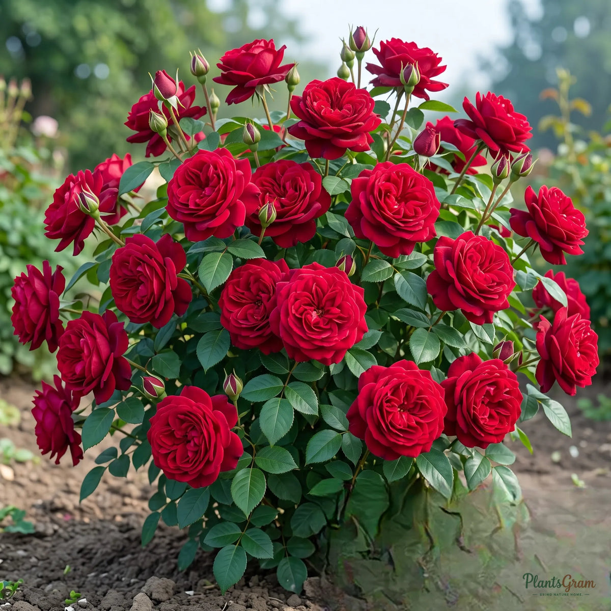 King of Rose (Red) - Rosa hybrid