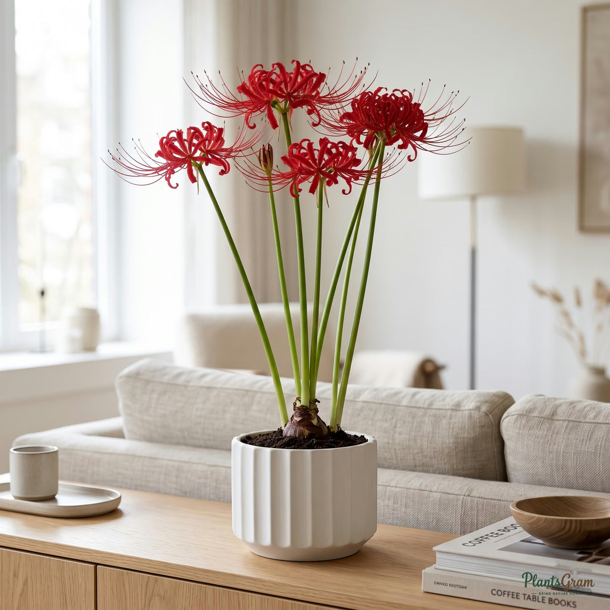 Lycoris Flower Bulbs (Red) growing in a pot