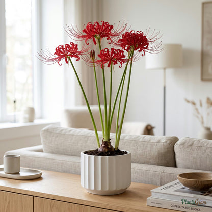 Lycoris Flower Bulbs (Red) growing in a pot