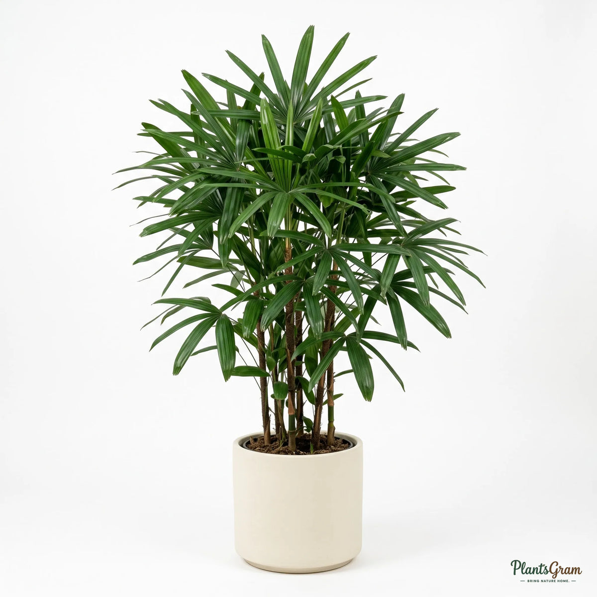 Rhapis Palm plant in a planter, side angle showing clump-forming growth