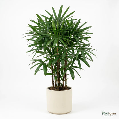 Rhapis Palm plant in a planter, side angle showing clump-forming growth