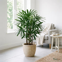 Rhapis Palm (Lady Palm) plant in a ceramic planter in a living room