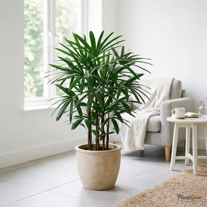 Rhapis Palm (Lady Palm) plant in a ceramic planter in a living room