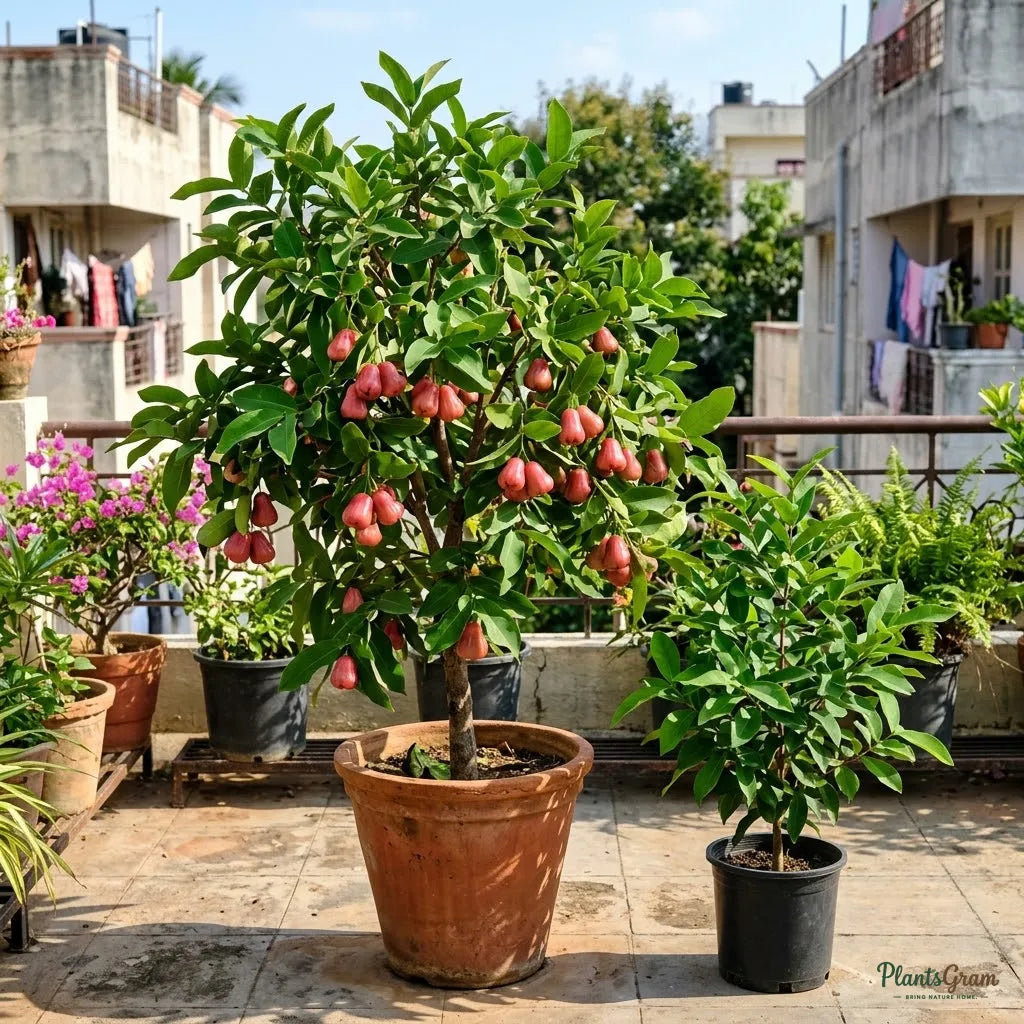 Rose Apple