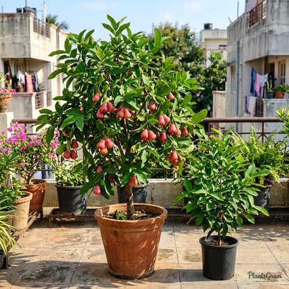 Rose Apple