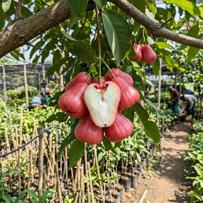 Rose Apple