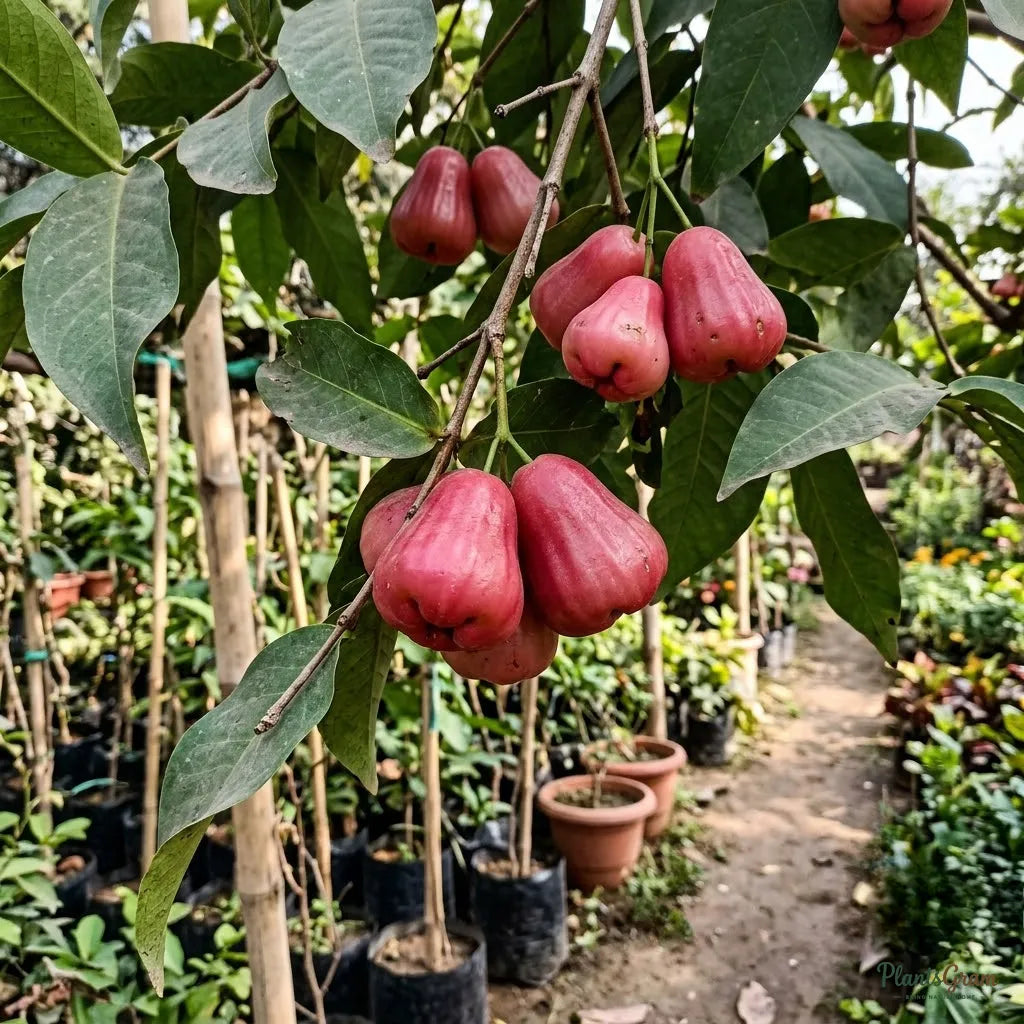 Rose Apple