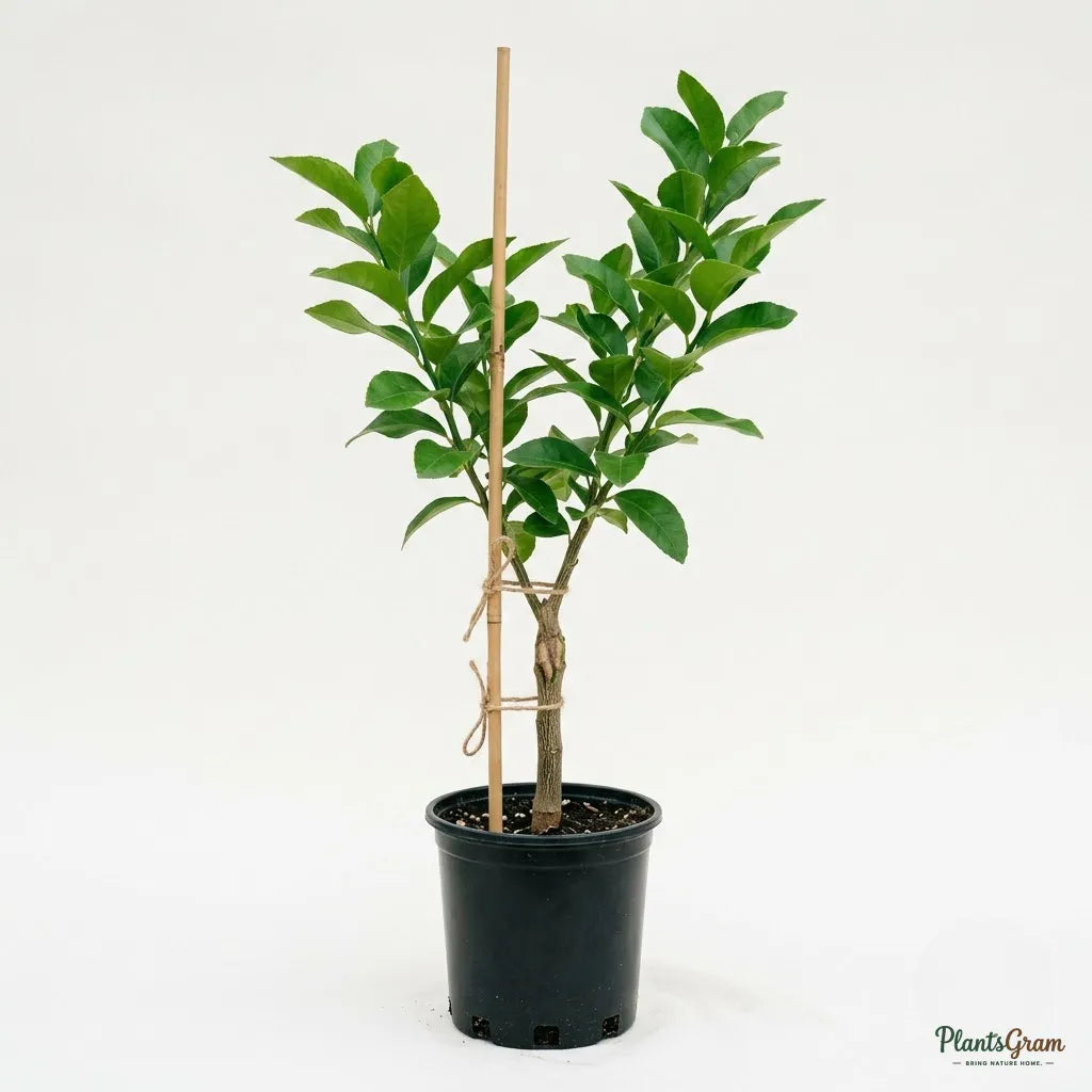 Rough Lemon (Grafted) - Fruit Plant