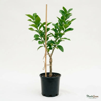 Rough Lemon (Grafted) - Fruit Plant