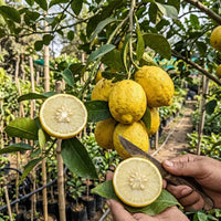 Rough Lemon (Grafted) - Fruit Plant